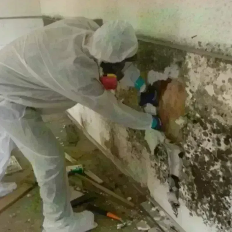 Mold Remediation and Removal in Jacinto City, TX